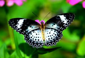 thumbs/butterfly-Leopard Lacewing Female.jpg.jpg